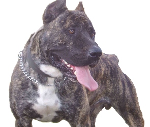 Perro de Presa Canario