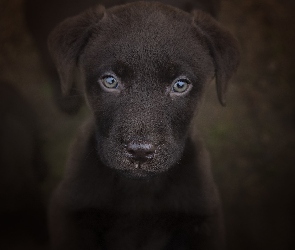 Szczeniak, Ciemne tło, Zbliżenie, Labrador retriever, Pies