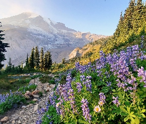 Kwiaty, Góry, Drzewa, Kamienie, Stan Waszyngton, Łubin, Stany Zjednoczone, Park Narodowy Mount Rainier