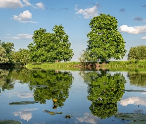 Rzeka, Odbicie, Rośliny, Drzewa