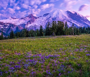 Kwiaty, Łąka, Stan Waszyngton, Chmury, Góry, Stany Zjednoczone, Park Narodowy Mount Rainier