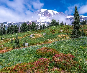 Drzewa, Góry, Park Narodowy Mount Rainier, Stany Zjednoczone, Chmury, Łąka, Stan Waszyngton, Stratowulkan Mount Rainier