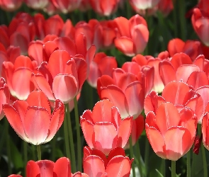 Tulipany, Czerwone, Rozświetlone, Kwiaty