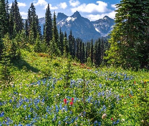 Łąka, Góry, Park Narodowy Mount Rainier, Stany Zjednoczone, Chmury, Kwiaty, Stan Waszyngton, Drzewa