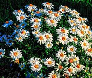 Kwiaty, Margerytki, Klomb