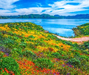 Kwiaty, Dolina Diamond Valley, Kalifornia, Łąka, Diamond Valley Lake, Stany Zjednoczone, Jezioro