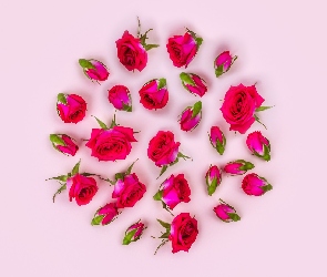 Kwiaty, Różowe tło, Pąki, Listki, Róże