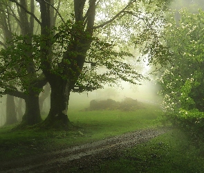 Las, Ścieżka, Drzewa, Trawa, Mgła