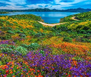 Kalifornia, Dolina Diamond Valley, Stany Zjednoczone, Diamond Valley Lake, Kwiaty, Jezioro, Droga, Łąka