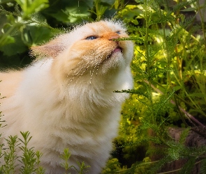 Rudo-biszkoptowy, Rośliny, Kot