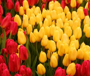Tulipany, Żółte, Kwiaty, Czerwone
