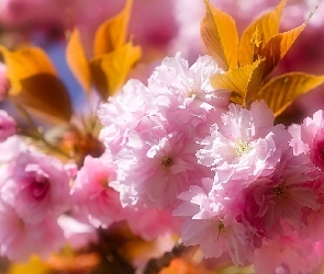 Kwiaty, Liście, Drzewo owocowe, Wiśnia japońska