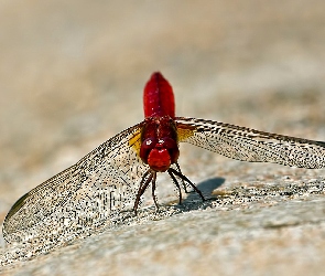 Owad, Szafranka czerwona, Ważka