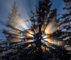 Las, Drzewa, Przebijające światło, Słońce, Promienie, Śnieg