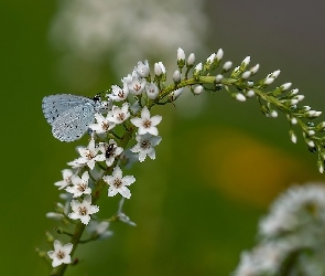 Kwiaty, Modraszek wieszczek, Motyl