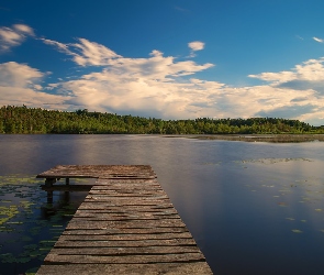 Jezioro, Lilie wodne, Las, Liście, Pomost