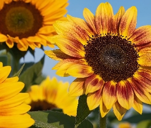 Słoneczniki, Kwiaty, Brązowo-żółte