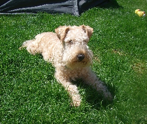 Lakeland Terrier, umaszczenie, pszeniczne