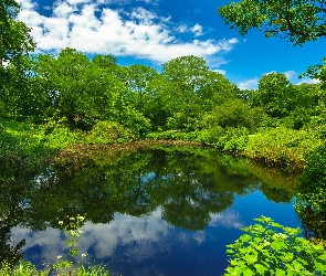 Lato, Niebo, Zieleń, Drzewa, Staw, Odbicie