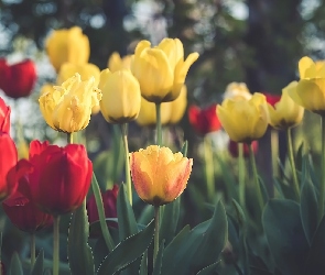 Czerwone, Żółte, Kwiaty, Tulipany