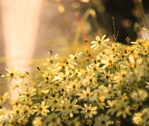Nachyłek okółkowy, Kwiaty, Żółte
