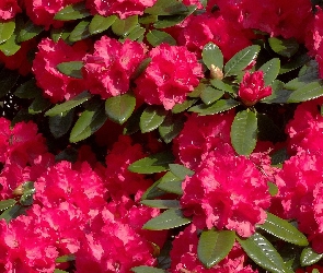 Kwiaty, Różanecznik, Czerwone