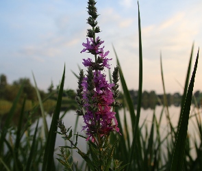 Jezioro, Trawa, Fioletowy, Kwiat