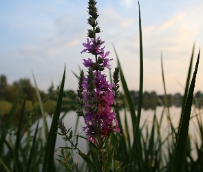 Fioletowy, Jezioro, Trawa, Kwiat