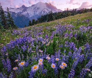 Góry, Stratowulkan, Stan Waszyngton, Stany Zjednoczone, Łubin, Łąka, Wzgórze, Astry, Park Narodowy Mount Rainier