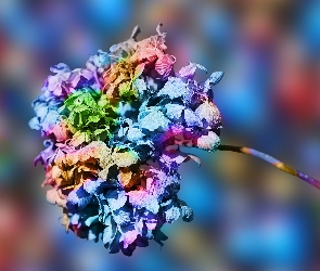 Kolorowa, Hortensja, Kwiat