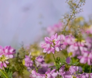 Kwiaty, Cieciorka pstra