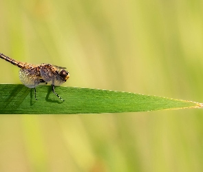 Libellula quadrimaculata, Zbliżenie, Źdźbło, Trawa, Ważka czteroplama