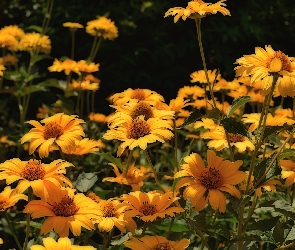 Kwiaty, Zbliżenie, Słoneczniczki szorstkie, Żółte