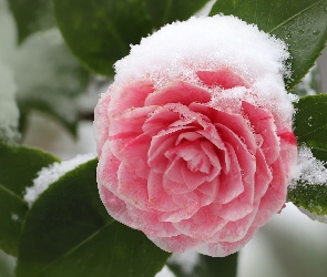 Różowa, Liście, Śnieg, Kamelia
