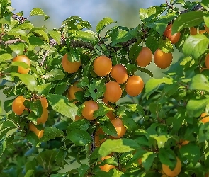 Śliwki, Liście, Gałązki, Mirabelki, Owoce