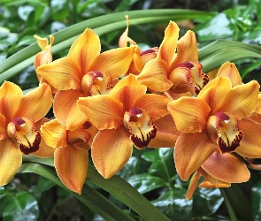 Orchidea, Storczyki, Pomarańczowe, Kwiaty