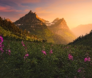 Stan Montana, Stany Zjednoczone, Kwiaty, Góry, Drzewa, Łąka, Park Narodowy Glacier