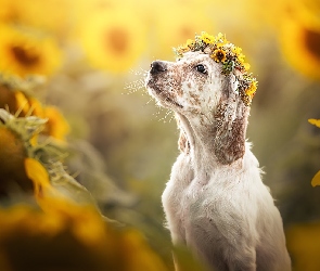 Pies, Słoneczniki, Kwiaty, Wianek