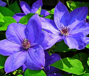 Niebieskie, Kwitnienie, Powojniki