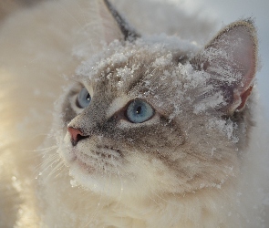 Kot, Śnieg, Oczy, Spojrzenie, Błękitne