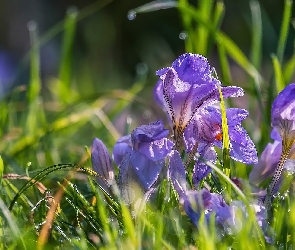 Kwiaty, Trawa, Krokusy, Fioletowe