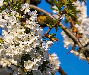 Okwiecone, Gałązki, Drzewo owocowe, Kwiaty