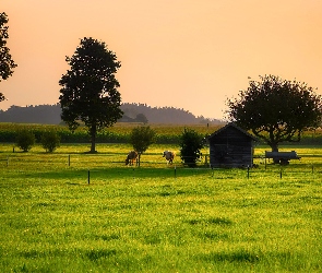 Łąka, Mgła, Pastwisko, Konie, Drzewa, Las