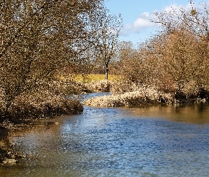 Rzeka, Trawa, Drzewa, Bezlistne, Jesień