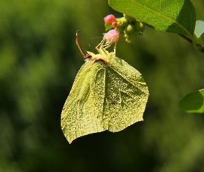 Żółty, Motyl, Latolistek cytrynek