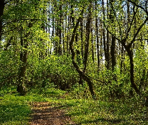 Las, Wiosna, Ścieżka, Drzewa, Zielony