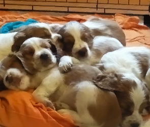 szczeniaki, Springer spaniel walijski, słodkie