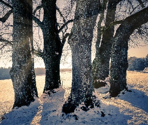 Drzewa, Zachód słońca, Pole, Śnieg, Zima