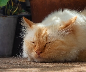Biało-rudy, Kot, Śpiący