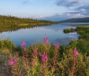 Stany Zjednoczone, Góry, Wonder Lake, Drzewa, Trawa, Jezioro, Alaska, Park Narodowy Denali, Lasy